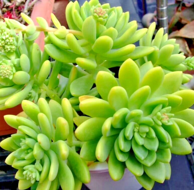 Sedum Alice Evans Cuttings – 5 Live Rosettes for Pots, Rock Gardens