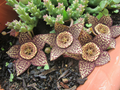 Orbea variegata Lifesaver Plant Cuttings - 2 Unrooted ~3in Propagation