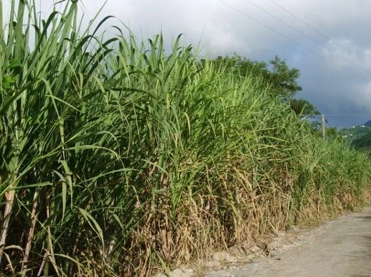 Sugarcane Cutting – Fresh Heirloom 4+ Bud Starter, Ready to Plant