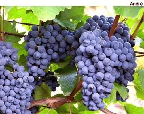 Andre Blue Grape Vine Cuttings – 30 Fresh Green Bare Cuttings for Propagation