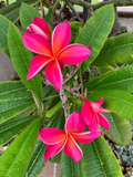 Kaneohe Sunburst Plumeria Cutting – 8–11 Inch Fresh Rooting Stem