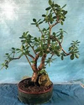 Crosby’s Compact Jade Plant (Crassula ovata) – Large Live Succulent Cutting