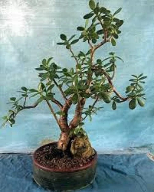 Crosby’s Compact Jade Plant (Crassula ovata) – Large Live Succulent Cutting
