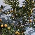 Honey Jar Jujube Scionwood - 2 Unrooted Cuttings, ~8" Each for Grafting