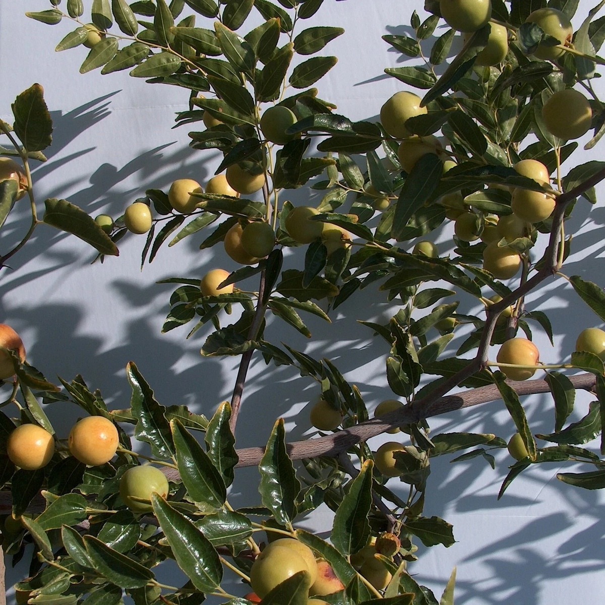 Honey Jar Jujube Scionwood - 2 Unrooted Cuttings, ~8" Each for Grafting