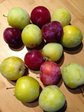Japanese Plum Cuttings Prunus salicina - 4 Unrooted Cuttings (2 Red, 2 Yellow)