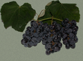 Isabella Grape Vine Cuttings (Vitis labrusca) – 10 Bare Fresh Green Cuttings for Propagation