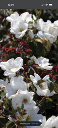White Knock Out Rose Cuttings - 3 Unrooted 6-8" Rosa Shrub