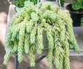Burro’s Tail Sedum morganianum Live Cutting for Propagation