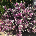 Tradescantia Nanouk Cuttings - 7 Live Bare Cuttings