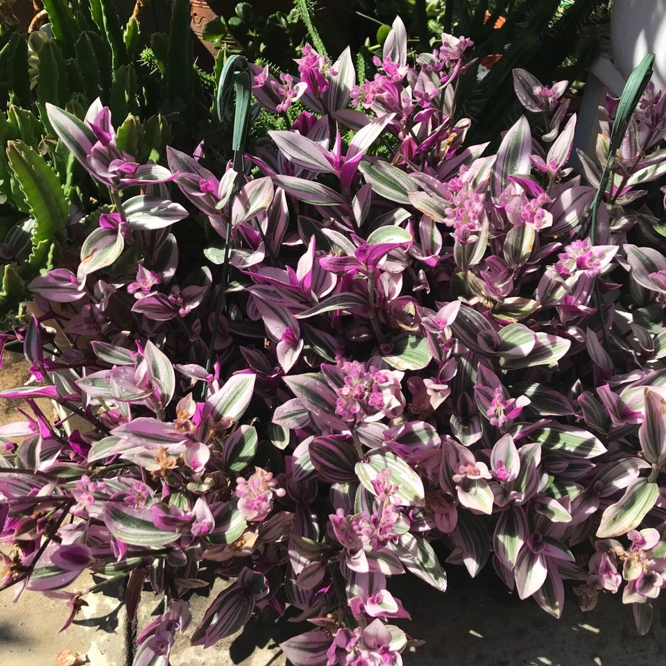 Tradescantia Nanouk Cuttings - 7 Live Bare Cuttings