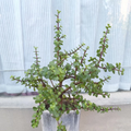 Portulacaria afra Elephant Bush Dwarf Jade Cuttings - 12 Fresh 10" Unrooted Stem Propagation