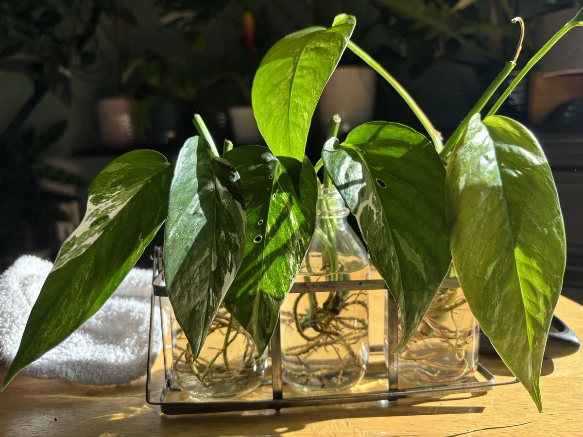 Epipremnum pinnatum Albo Variegated Rooted Cutting – 1 Leaf, 1 Node | Indoor Aroid Vine