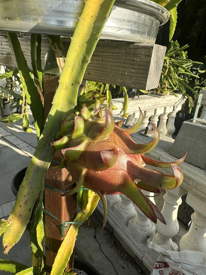 Coco Iris Dragon Fruit Cutting - 10–15 inch Unrooted Hylocereus | Rare Tropical cactus