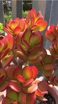 Red Akai Jade Succulent Cutting (Crassula ovata) – Unrooted Cutting