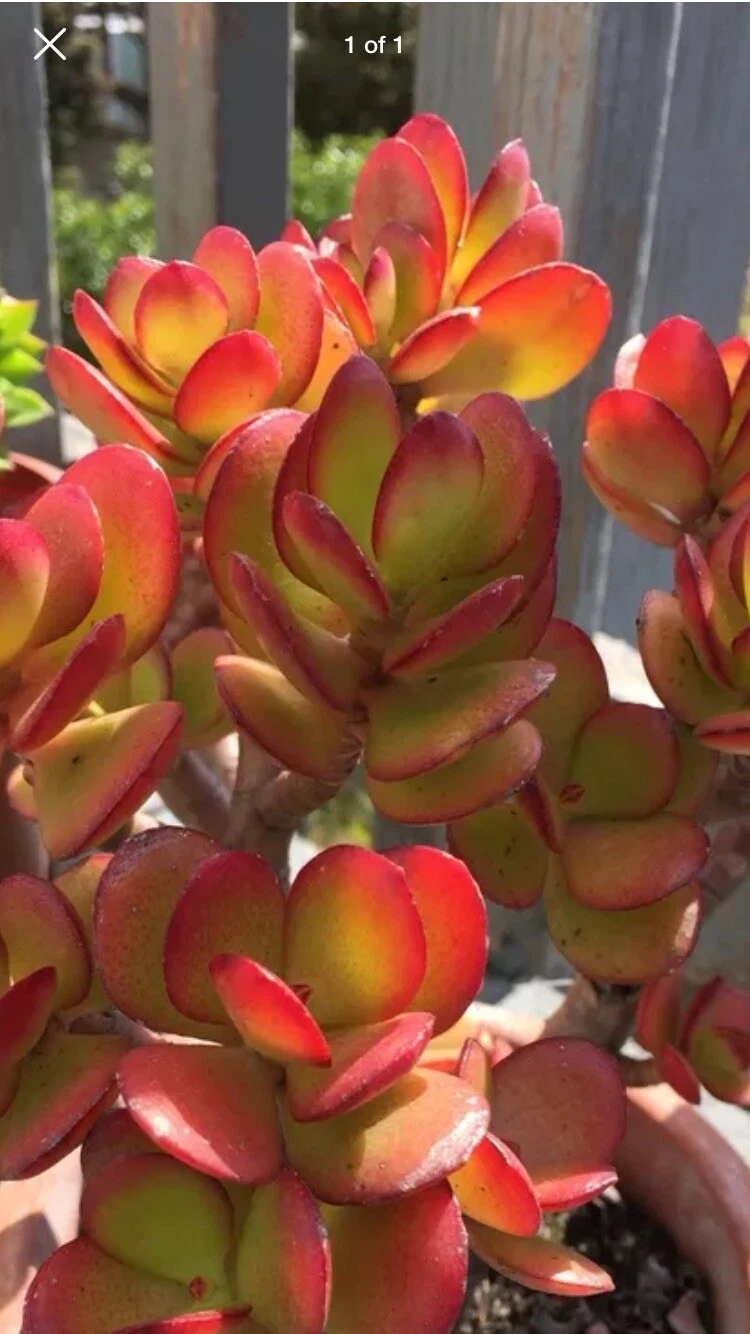 Red Akai Jade Succulent Cutting (Crassula ovata) – Unrooted Cutting