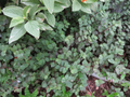 Tradescantia repens Rooted Cuttings - 30 Live Dwarf Bolivian Wandering Jew