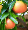 Ruby Grapefruit Cutting – Unrooted 6–8 Inch Citrus × paradisi for Rooting or Grafting