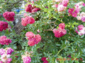 Seven Sisters Climbing Rose Cuttings (12 Fresh Bare Cuttings) - Rosa multiflora 'Seven Sisters' Climbing Rose