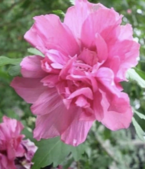 Double Pink Rose of Sharon Cuttings (Hibiscus syriacus) – 3 Unrooted Althea Shrub Cuttings