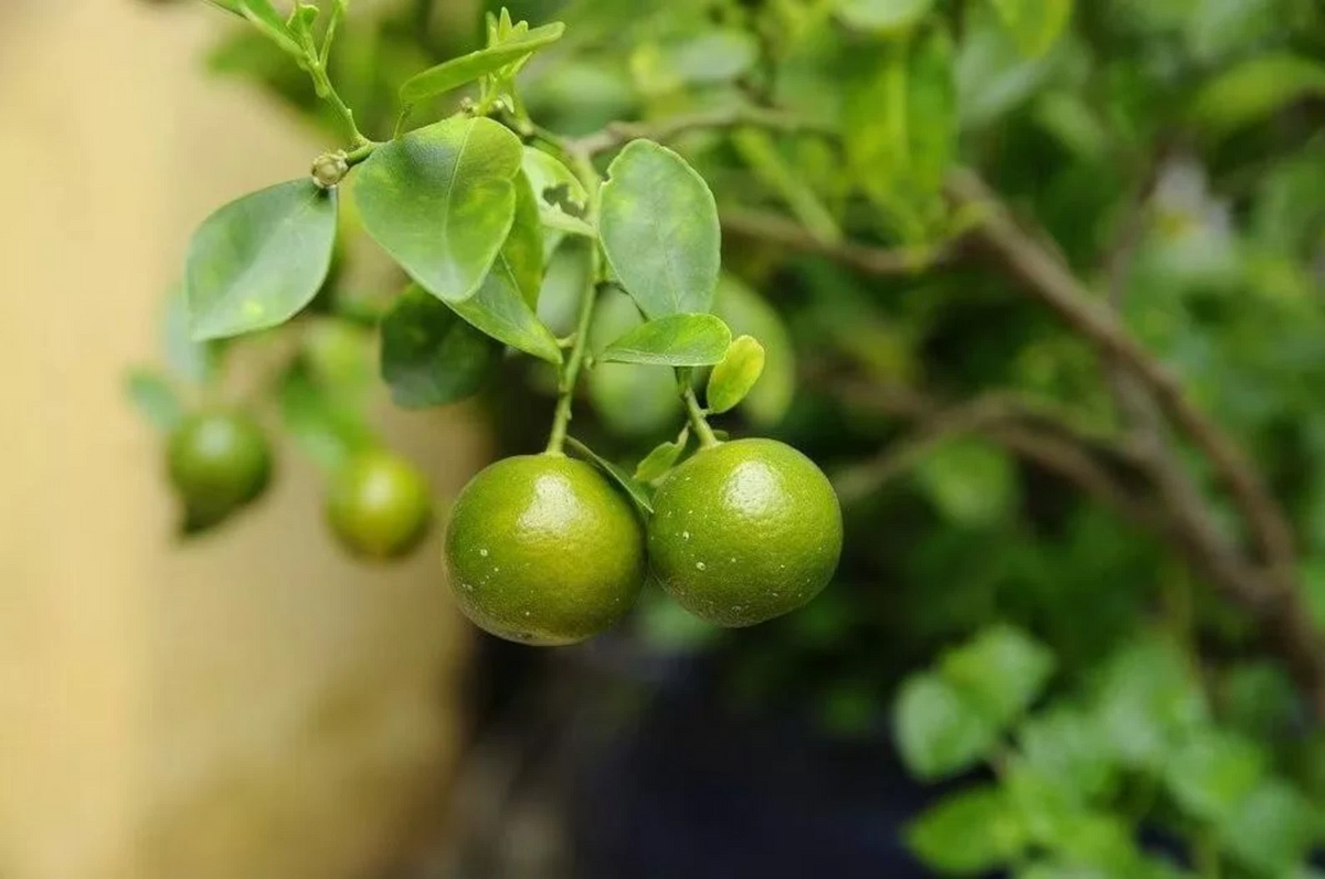 Green Kumquat Cuttings – 3 Live Fortunella/Citrus Propagation Cuttings (Bare, No Soil)