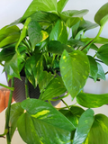 Pothos Hawaiian Cuttings – 3 Unrooted Epipremnum aureum Green-Gold Variegated Trailing Cuttings