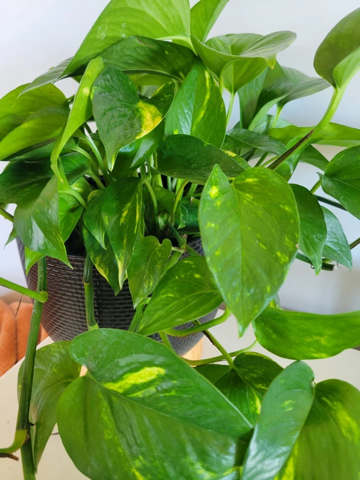 Pothos Hawaiian Cuttings – 3 Unrooted Epipremnum aureum Green-Gold Variegated Trailing Cuttings