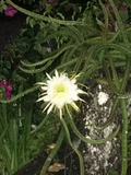Night Blooming Cereus Rooted Cuttings (Epiphyllum oxypetalum) - 4 Pack, Queen of the Night