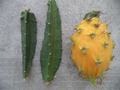 Yellow Dragon Fruit Palora Cutting (Selenicereus megalanthus) 3-4" - Unrooted Propagation Cutting