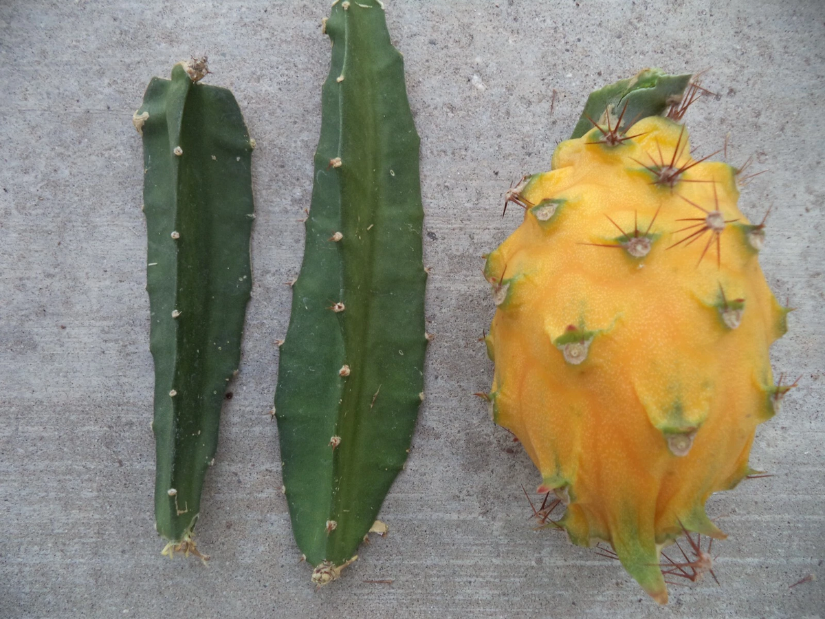 Yellow Dragon Fruit Palora Cutting (Selenicereus megalanthus) 3-4" - Unrooted Propagation Cutting