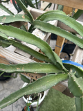 Coco Irish Dragon Fruit Cuttings (8–12 in) – Fresh Unrooted Pitaya Cuttings for Propagation