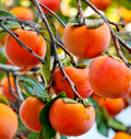 Japanese Fuyu Persimmon Scion Cuttings — 4 Dormant 6–8 Inch Grafting Stock