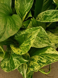 Marble Queen Pothos Potted Plant - Rooted Vine (Epipremnum aureum) Devil’s Ivy