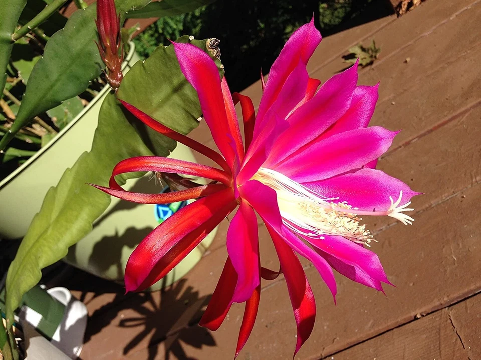 Rosy Swirl Epiphyllum Cuttings + Bonus Small Cutting | Orchid Cactus Starter Stems Ready to Root