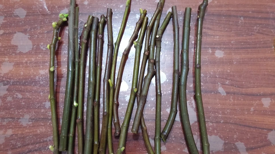 Conadria Fig Cuttings – 2 Fresh Ficus carica Cuttings + Willow Water for Rooting