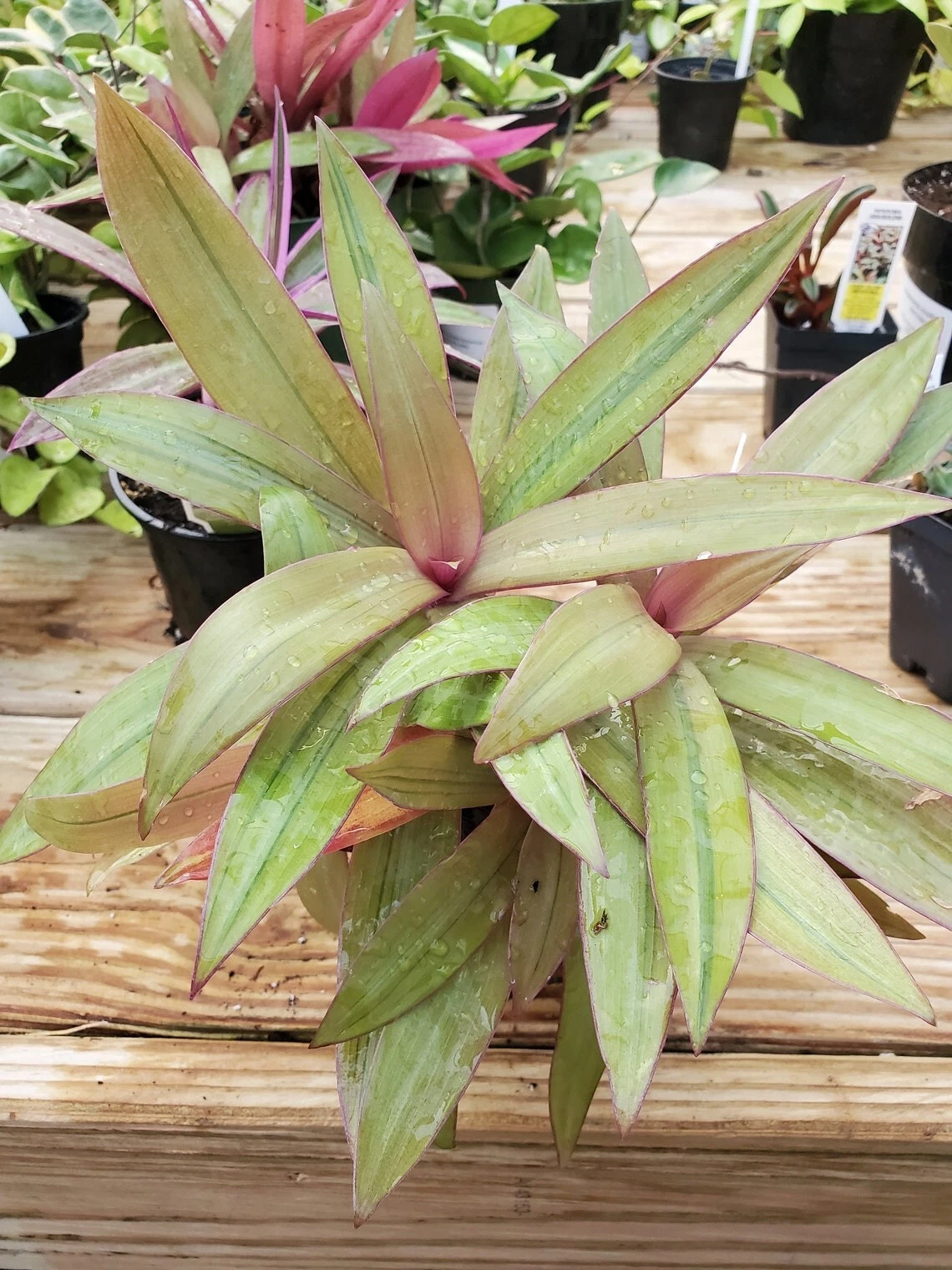 Tradescantia spathacea Sitara’s Gold Live Cuttings – Wandering Jew