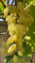 Gold Finger Grape Cuttings - Vitis vinifera Unrooted, 2–3 Nodes