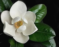 Southern Magnolia Magnolia grandiflora Unrooted Cuttings (Set of 8) for Rooting or Grafting