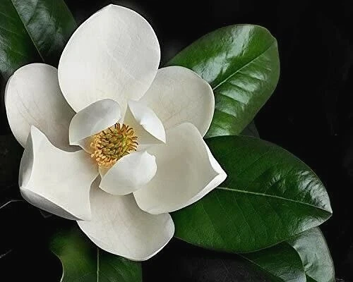 Southern Magnolia Magnolia grandiflora Unrooted Cuttings (Set of 8) for Rooting or Grafting