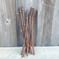 Adams American Elderberry Cuttings (Sambucus canadensis ‘Adams’) – 8 Unrooted 8–10" Stems