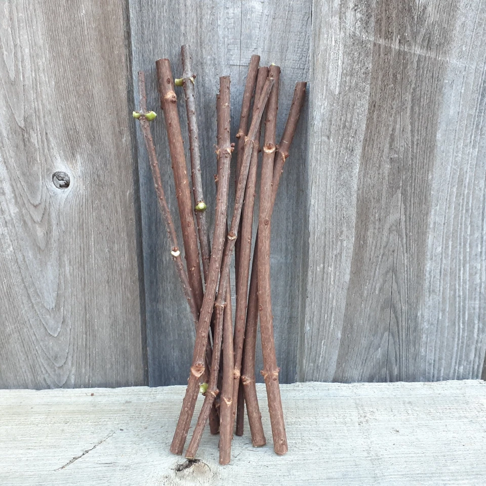 Adams American Elderberry Cuttings (Sambucus canadensis ‘Adams’) – 8 Unrooted 8–10" Stems