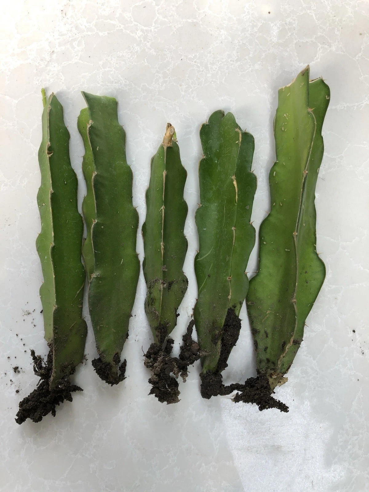 Rooted Dragon Fruit Cuttings (5) Hylocereus Live Rooted Cuttings – climber for trellis