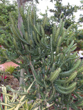 Dragon Bones Cactus Cutting – Euphorbia lactea Candelabra Milk Stripe Live Unrooted Cutting