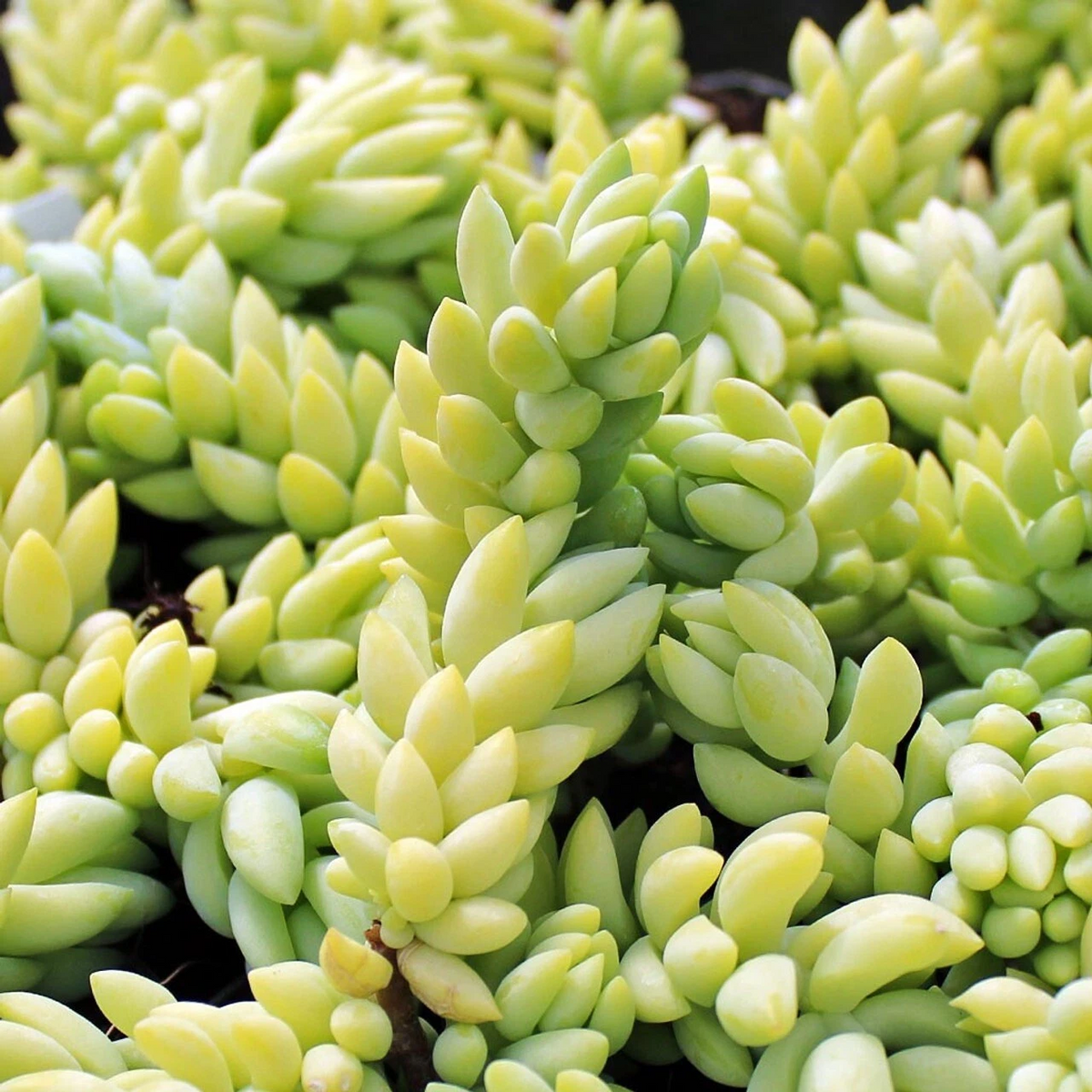 Burro’s Tail Sedum morganianum Cuttings – Unrooted Live Cuttings for Propagation