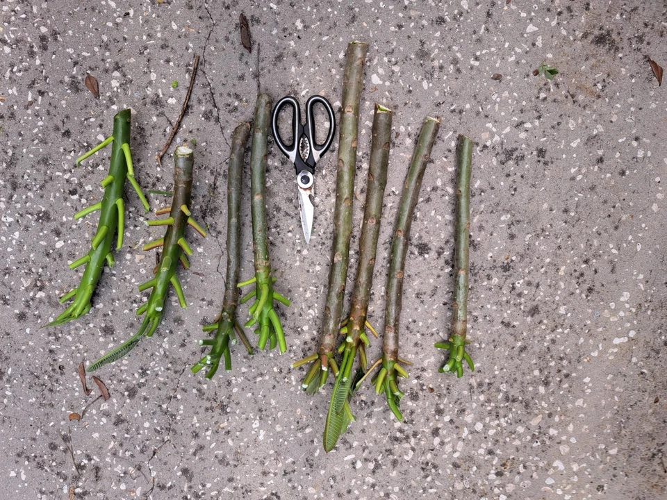 Plumeria rubra Frangipani – 2 Unrooted 10–12" Cuttings for Propagation