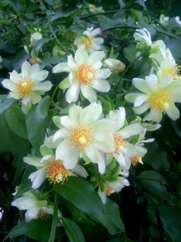 Variegated Pereskia aculeata ‘Gold’ - Rare 4" Potted Live Cactus Vine