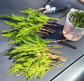 Leyland Cypress Tree Cuttings - Fresh Unrooted Cuttings for Propagation, 20 Pack