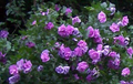 Purple Pink Rose of Sharon Unrooted Cuttings - 10 Hibiscus syriacus (Unrooted Cuttings, Bare)