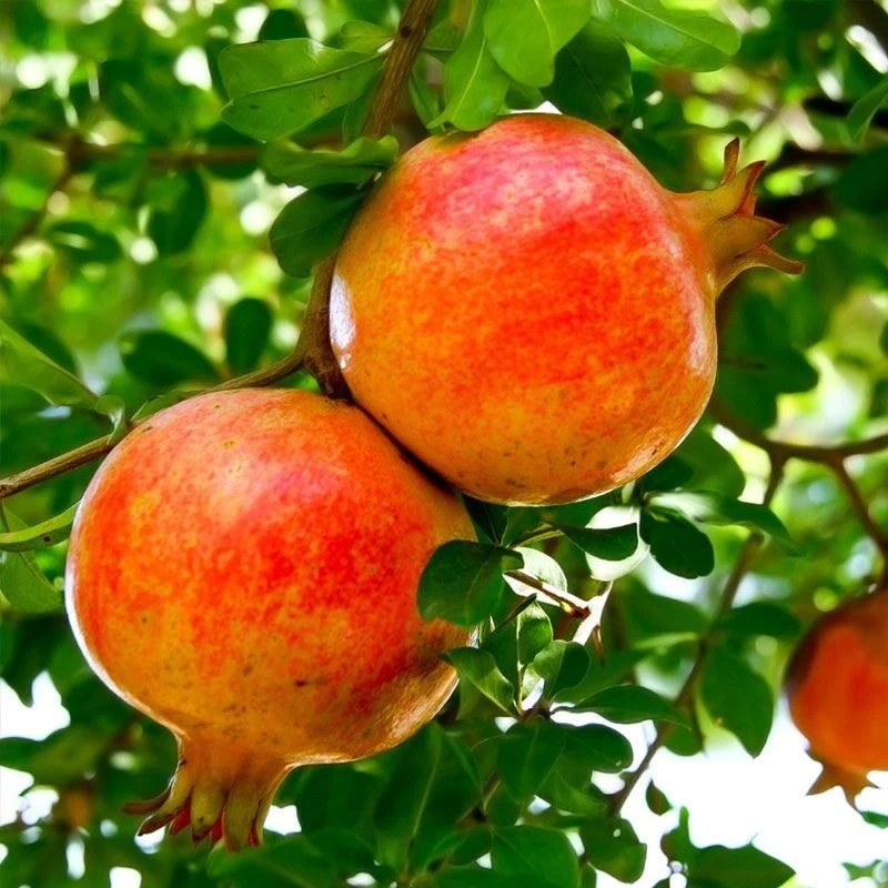 Sirenevyi Pomegranate Cuttings - 3 Live Unrooted Cuttings for Rooting or Grafting