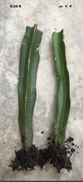 Rooted Dragon Fruit Plants (Hylocereus) – 8 Inch Live Vines, Ready to Plant